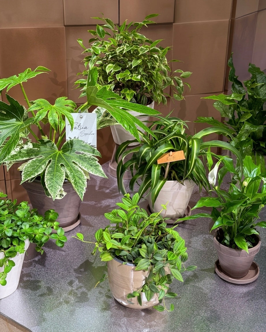 Plants & Orchids