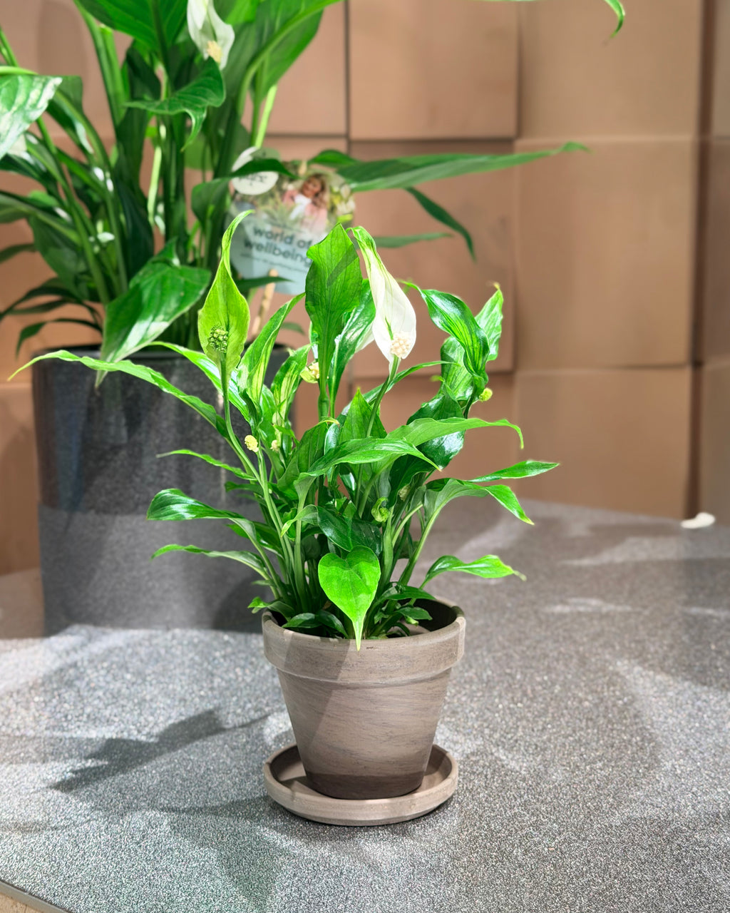 荷蘭和平百合