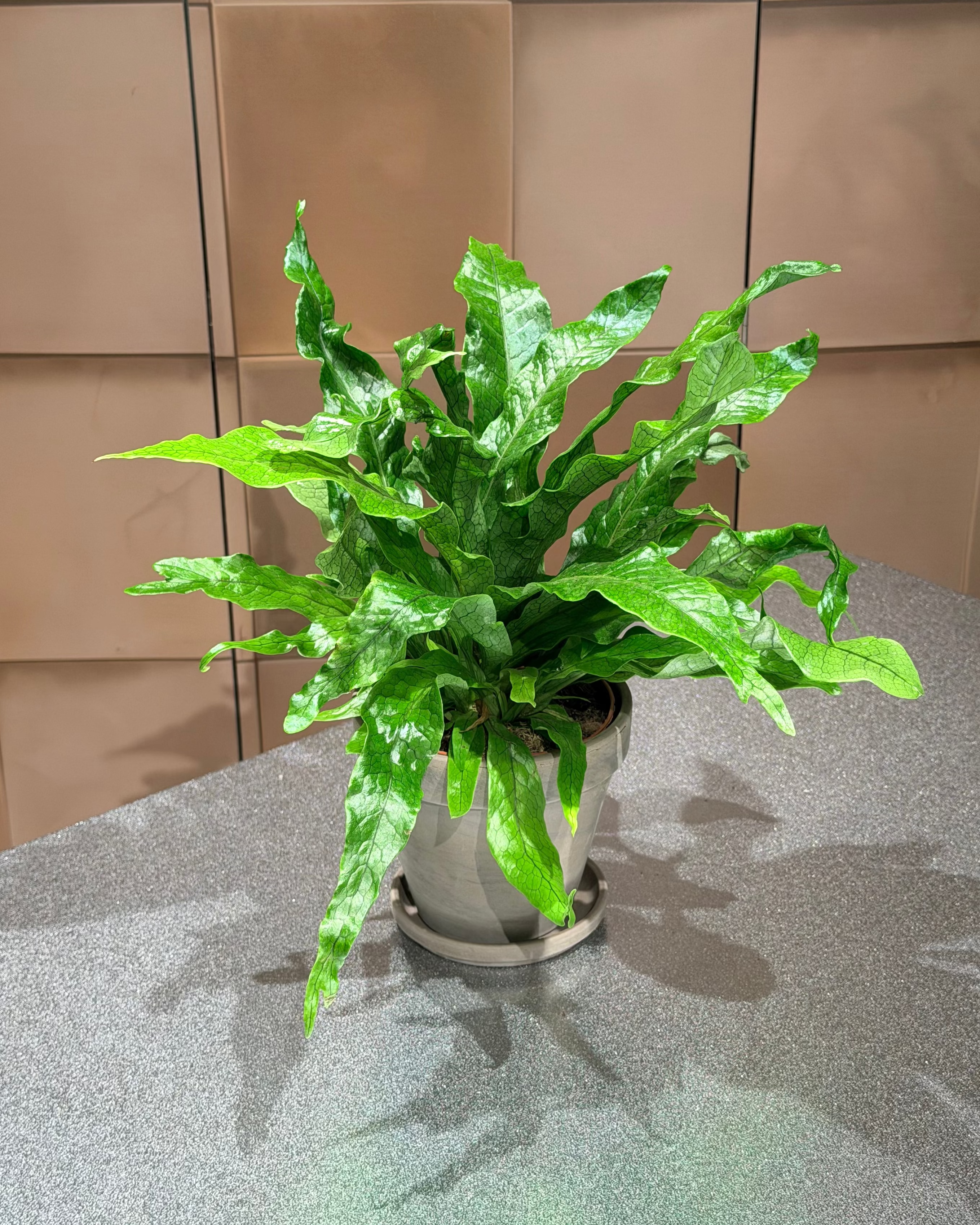 荷蘭鱷魚蕨