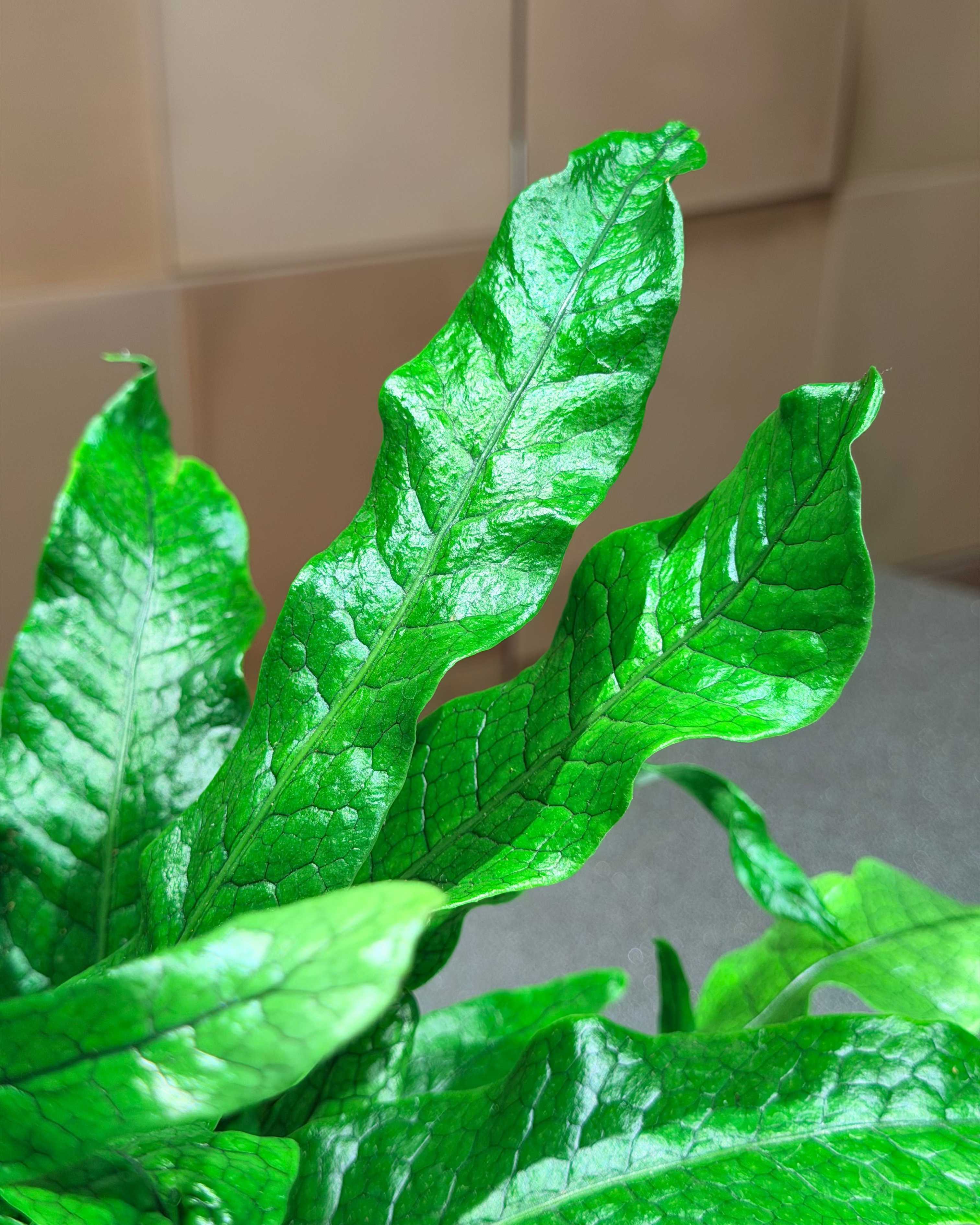 Fresh green leafy greens, likely chard or romaine, with glossy, textured leaves.