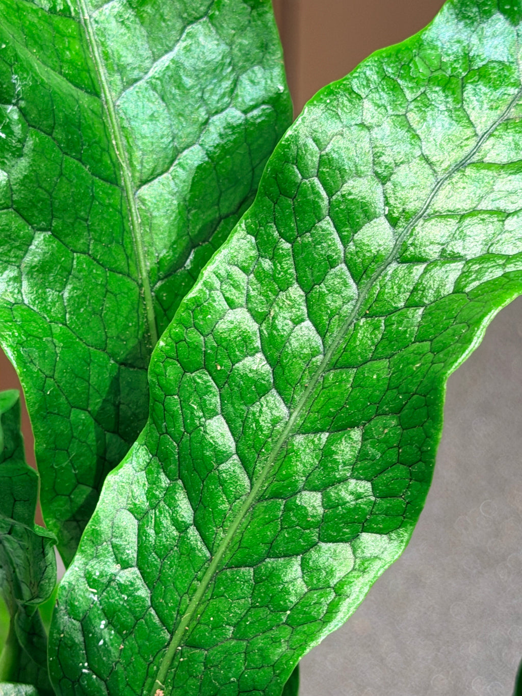 Close-up of a green leaf with prominent veins and a textured surface.