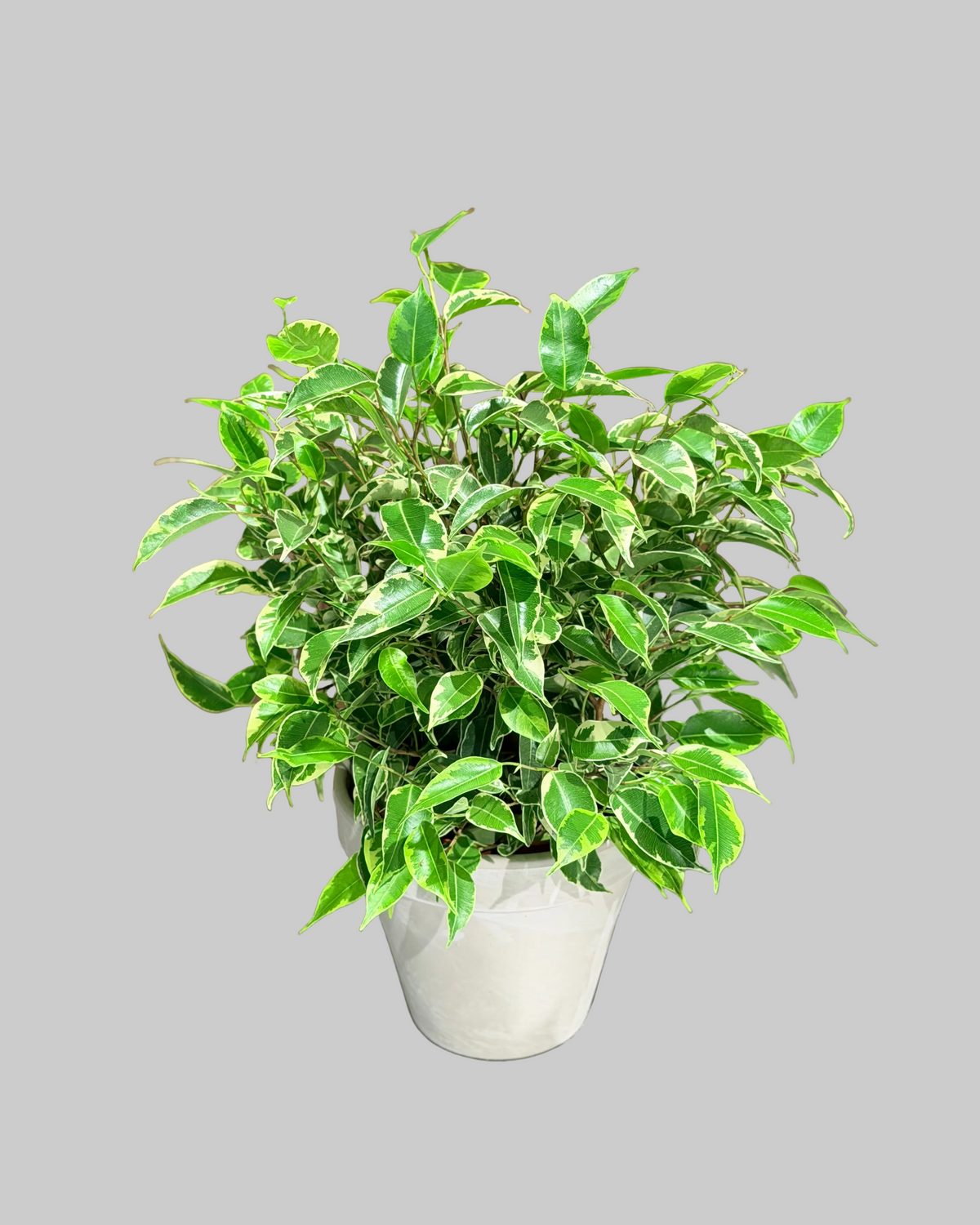 🇳🇱Ficus benjamina
