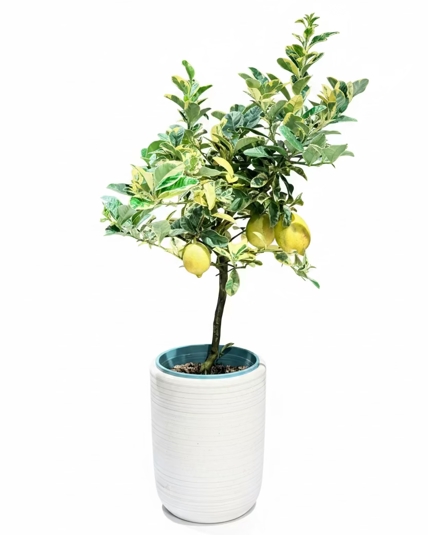 A potted variegated lemon tree with yellow lemons, planted in a ceramic pot