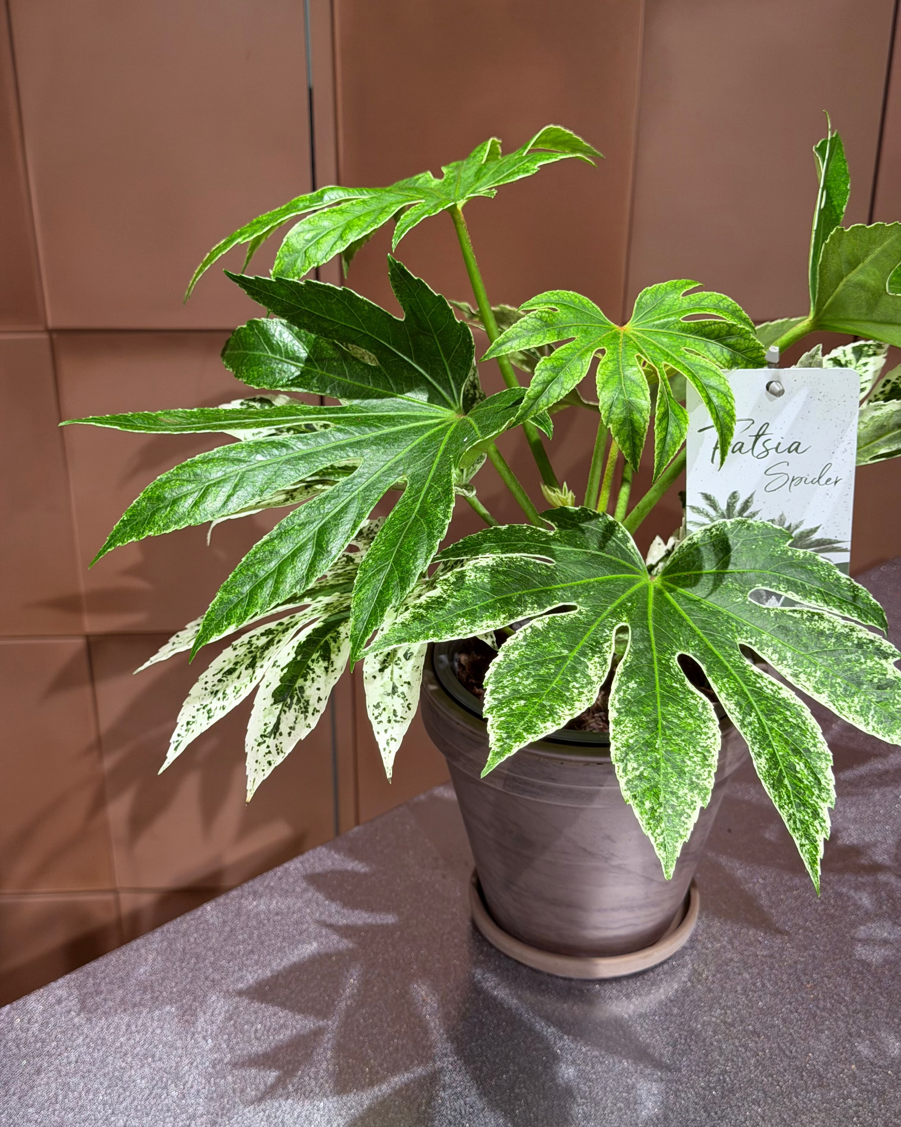 A potted variegated foliage plant with large green and yellow leaves, shown in brown terracotta pot