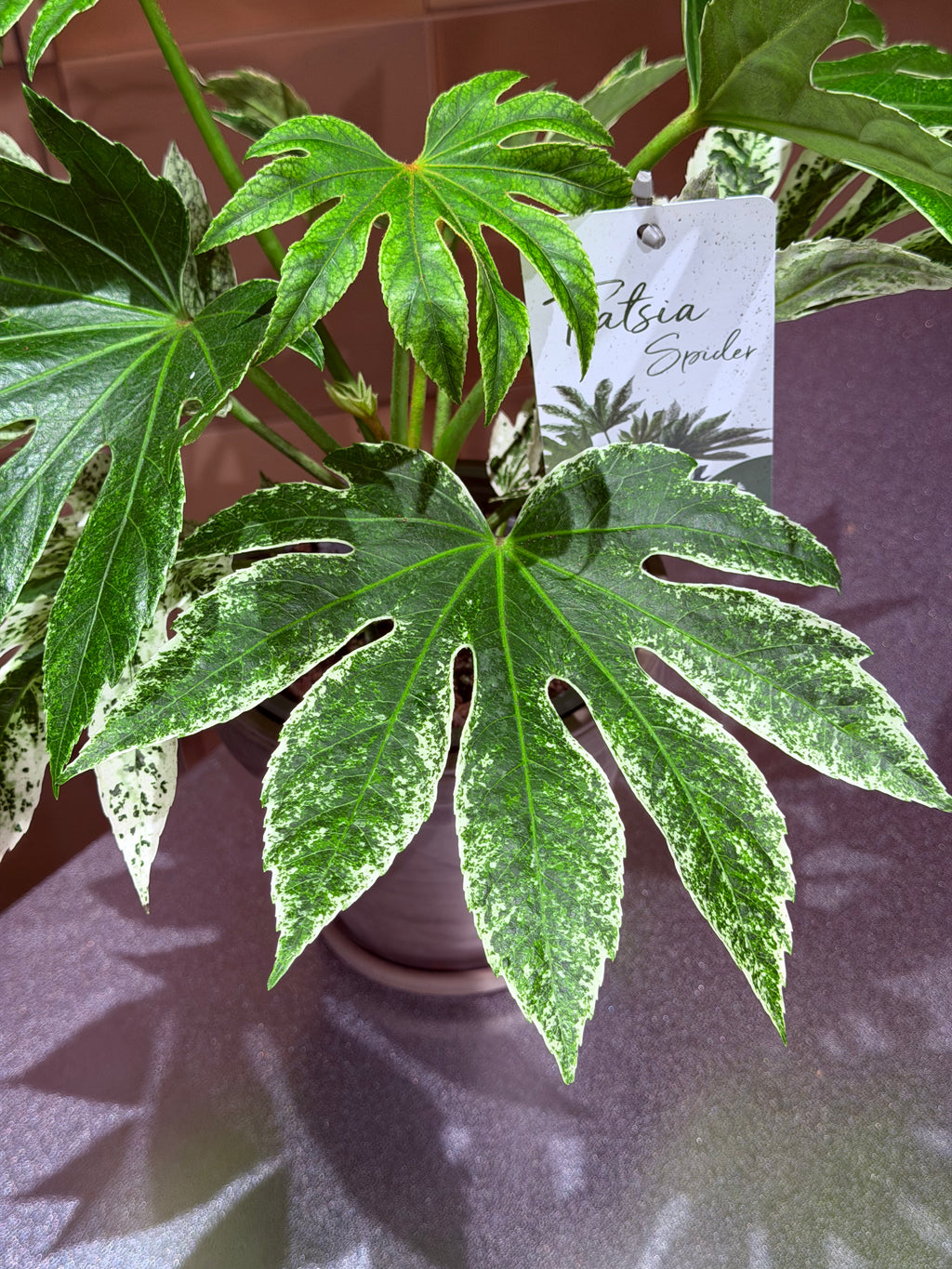 A variegated fatsia 'Spider' plant in a pot, featuring large green leaves with prominent white and light green variegation.