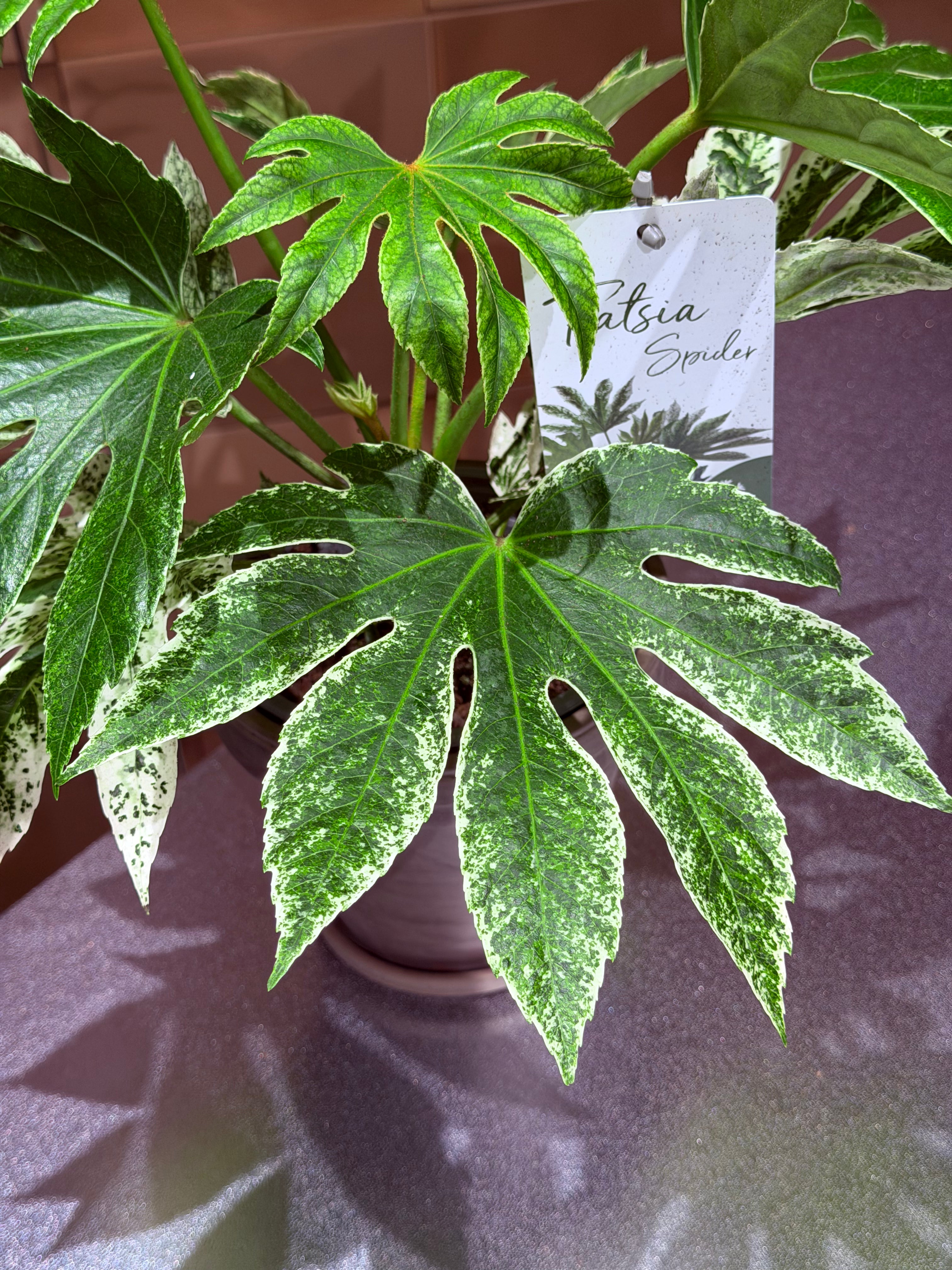 A variegated fatsia 'Spider' plant in a pot, featuring large green leaves with prominent white and light green variegation.