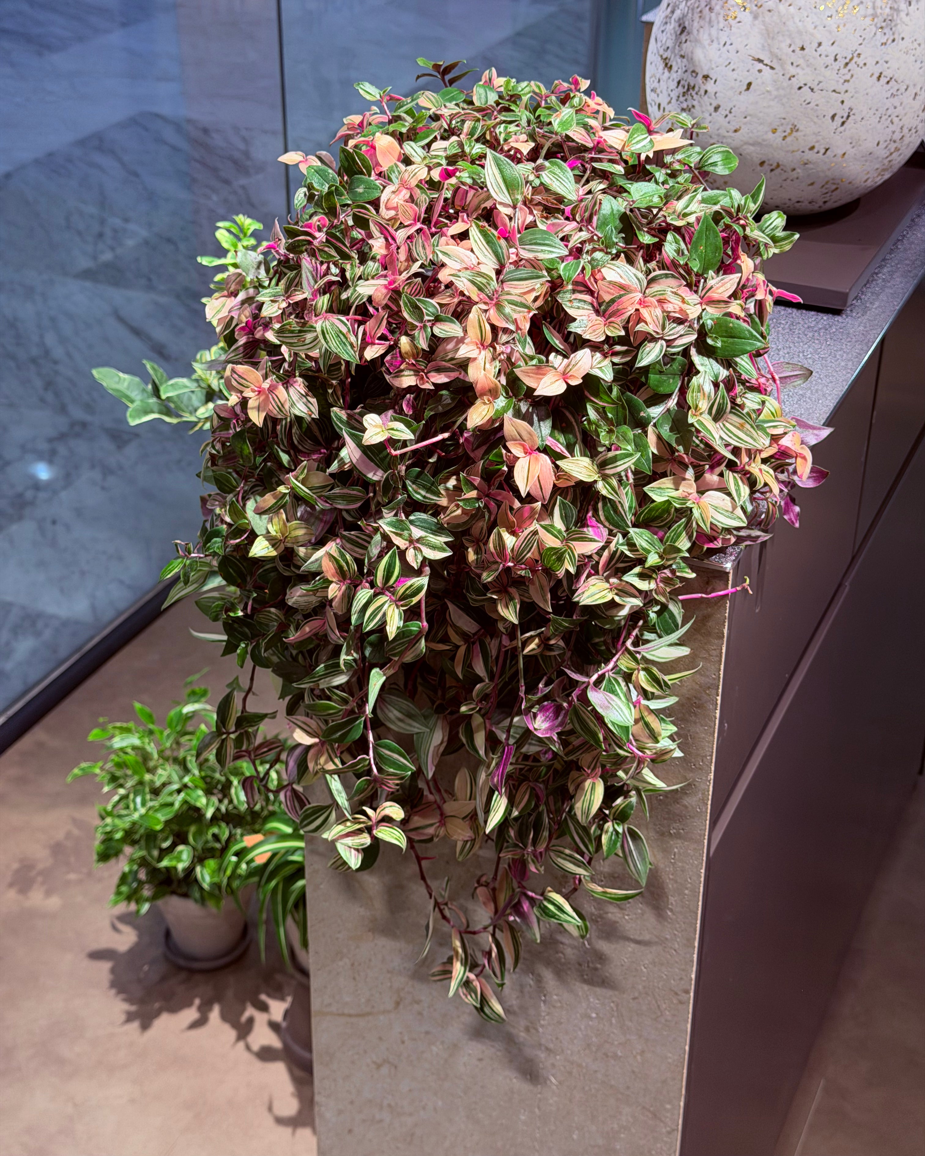 荷蘭水竹草